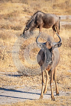 Blue wildebeest (Connochaetes taurinus) standing in the savannah, Etosha National Park, Namibia.