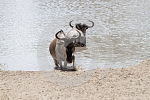 Blue wildebeest Connochaetes taurinus in Tarangire National Park, Tanzania