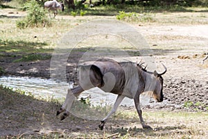 Blue wildebeest Connochaetes taurinus in Tarangire National Park, Tanzania