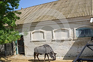 Blue wildebeest Connochaetes taurinus taurinus