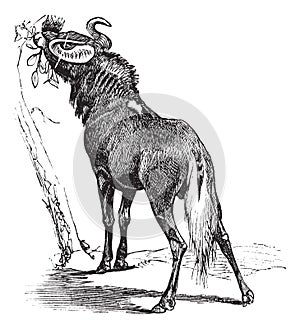 Blue Wildebeest or Connochaetes taurinus vintage engraving
