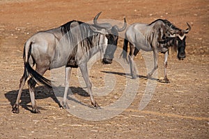 The blue wildebeest - Connochaetes taurinus - is walking in the desert