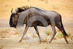 The blue wildebeest Connochaetes taurinus is walking in the dried riverbed in the desert