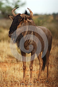 The blue wildebeest Connochaetes taurinus is walking in the dried riverbed in the desert