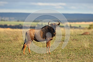 The blue wildebeest Connochaetes taurinus is walking in the dried riverbed in the national park. Gnu in the savanna