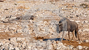 A Blue wildebeest Connochaetes taurinus walking, Etosha National Park, Namibia.