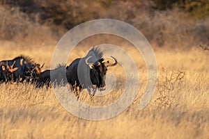 Blue wildebeest Connochaetes taurinus walking through the grass in evening light, Ongava Private Game Reserve  neighbour of Eto