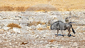 Blue wildebeest Connochaetes taurinus walking to the Okaukuejo waterhole, Etosha National Park, Namibia.