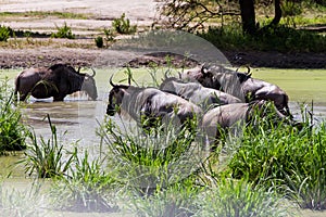 Blue wildebeest Connochaetes taurinus in the water