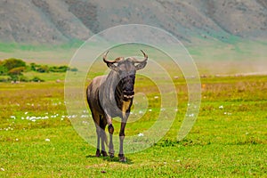 Blue wildebeest (Connochaetes taurinus) white-bearded wildebeest, or brindled gnu in nature