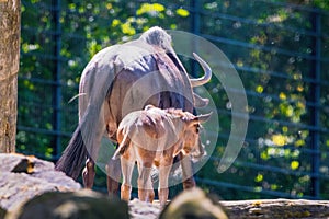 Blue wildebeest (Connochaetes taurinus) in zoo