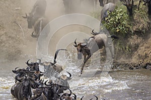 Blue Wildebeest crossing the Mara river