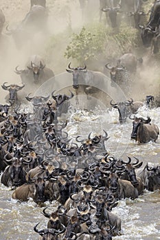 Blue Wildebeest crossing the Mara river