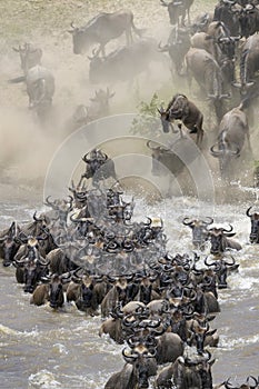 Blue Wildebeest crossing the Mara river