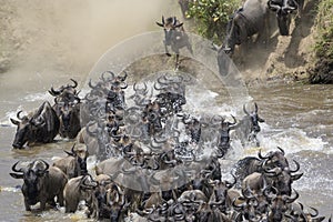 Blue Wildebeest crossing the Mara river