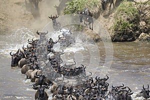 Blue Wildebeest crossing the Mara river