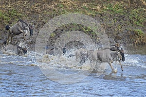 Blue wildebeest crossing the Mara river