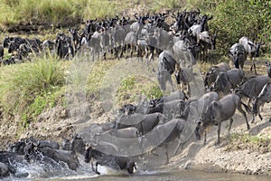 Blue wildebeest crossing the Mara river