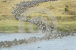 Blue Wildebeest crossing the Mara river