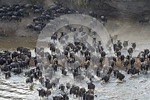 Blue wildebeest crossing the Mara river