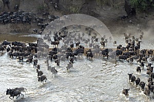 Blue Wildebeest crossing the Mara river