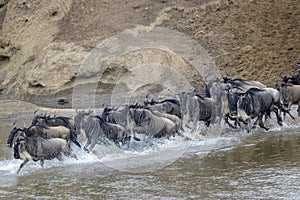 Blue Wildebeest crossing the Mara river