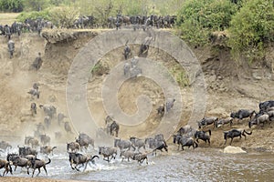 Blue Wildebeest crossing the Mara river