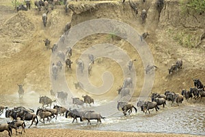 Blue wildebeest crossing the Mara river