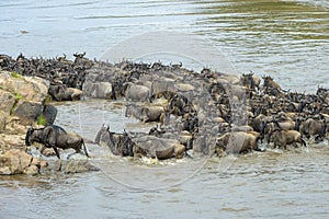 Blue Wildebeest crossing the Mara river