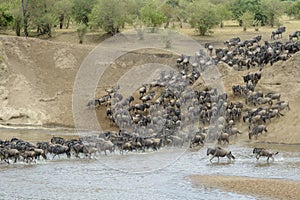 Blue Wildebeest crossing the Mara river