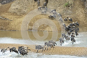 Blue Wildebeest crossing the Mara river