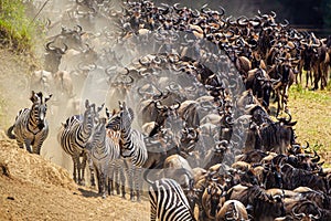 Blue Wildebeest crossing the Mara River during the annual migration