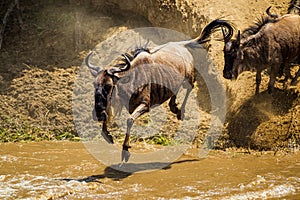 Blue Wildebeest crossing the Mara River during the annual migration