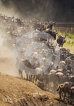 Blue Wildebeest crossing the Mara River during the annual migration
