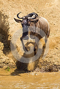 Blue Wildebeest crossing the Mara River during the annual migration