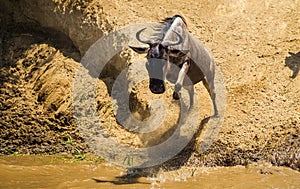 Blue Wildebeest crossing the Mara River during the annual migration