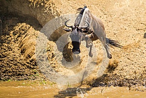 Blue Wildebeest crossing the Mara River during the annual migration