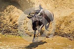 Blue Wildebeest crossing the Mara River during the annual migration