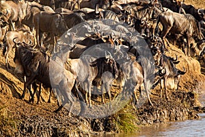 Blue Wildebeest crossing the Mara River during the annual migration