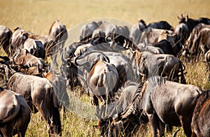 Blue Wildebeest crossing the Mara River during the annual migration