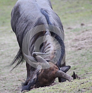 Blue wildebeest digging