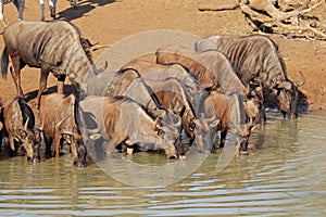 Blue wildebeest drinking