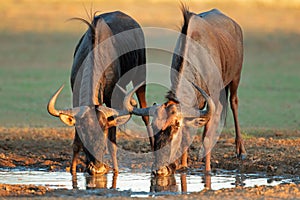 Blue wildebeest drinking