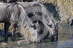 Blue Wildebeest drinking from the Mara river