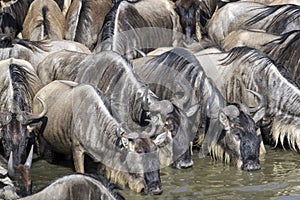 Blue wildebeest drinking from the Mara river