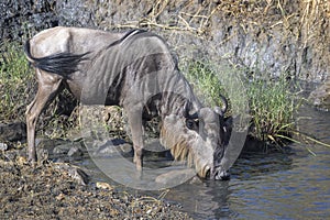 Blue Wildebeest drinking from a small stream