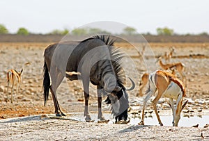 Blue Wildebeest drinking while standing next to a springbok