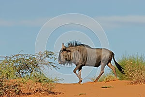 Blue wildebeest on dune