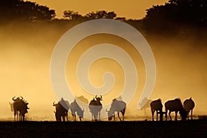 Blue wildebeest in dust