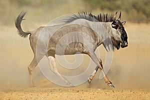 Blue wildebeest in dust